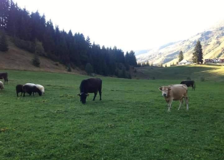 Villa Isov Ranch Plav Esterno foto