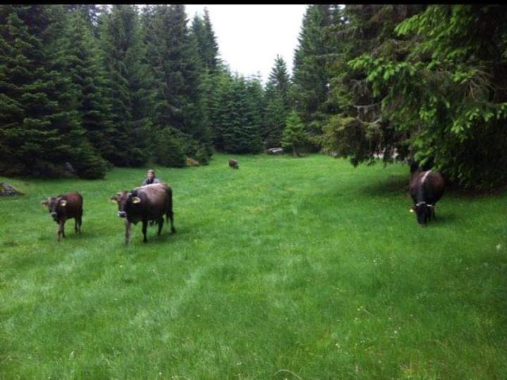 Villa Isov Ranch Plav Esterno foto