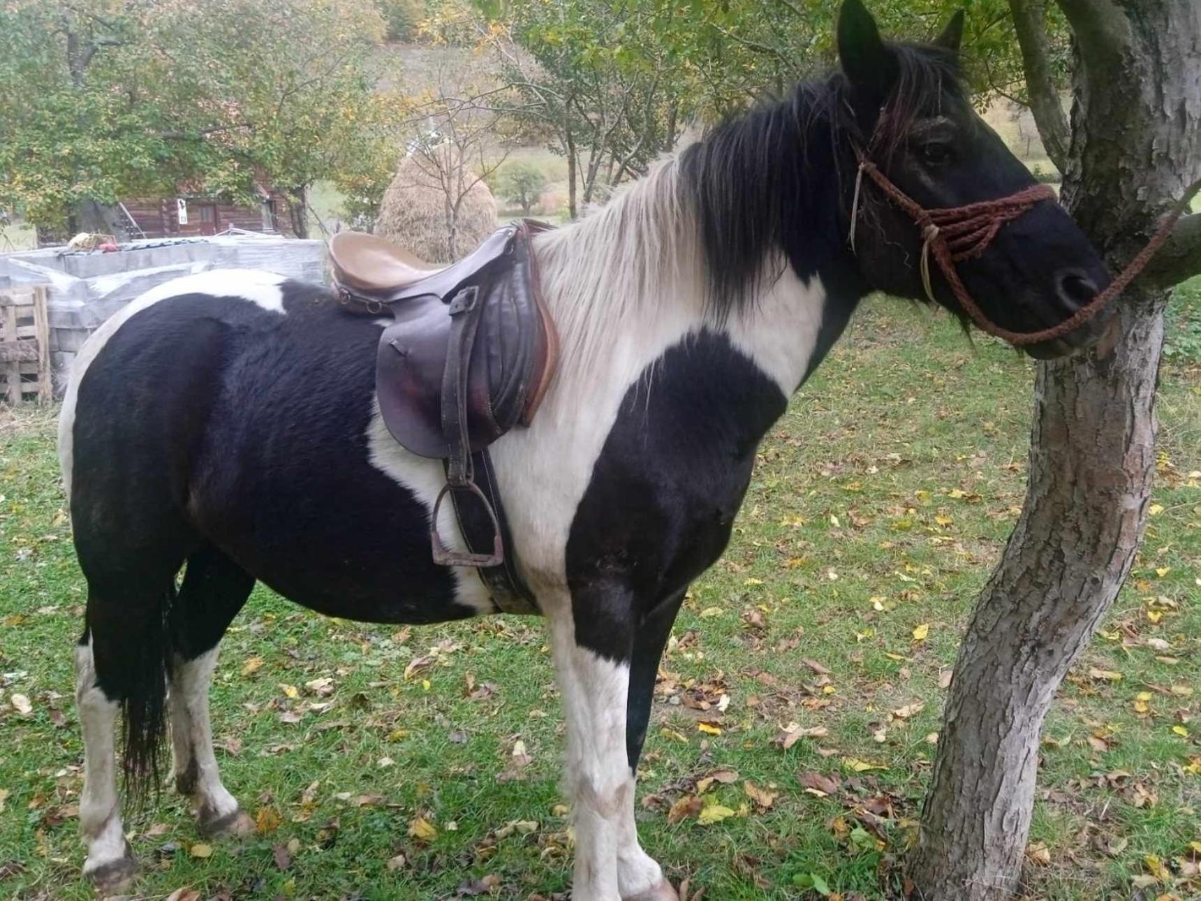 Villa Isov Ranch Plav Esterno foto